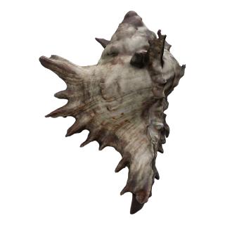 Sea Shell Base 3D Scan #3